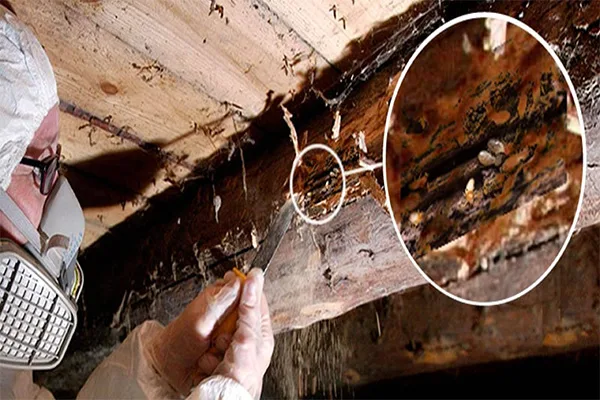 Illustration de traitement de charpente